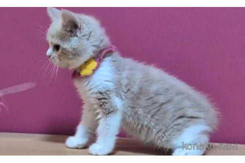 成約済の東京都のスコティッシュフォールド-101310の5枚目